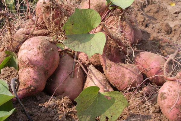 紅薯控旺時間與技巧,什么時候打合適