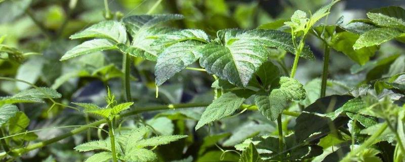 10個適合農村種植的藥材品種,效益很可觀