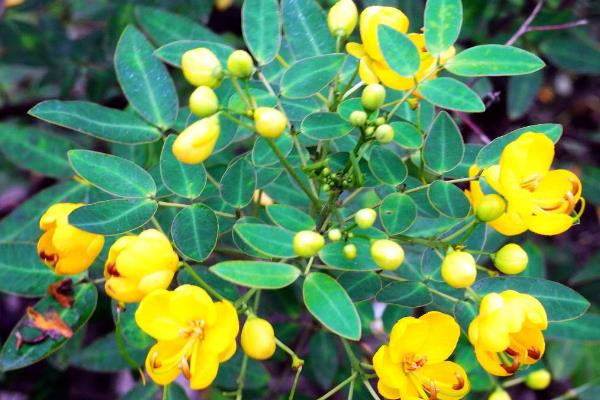 10個適合農村種植的藥材品種,效益很可觀