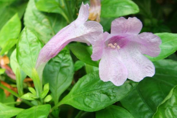 10個適合農村種植的藥材品種,效益很可觀