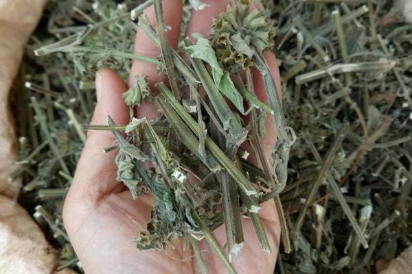 10個適合農村種植的藥材品種,效益很可觀