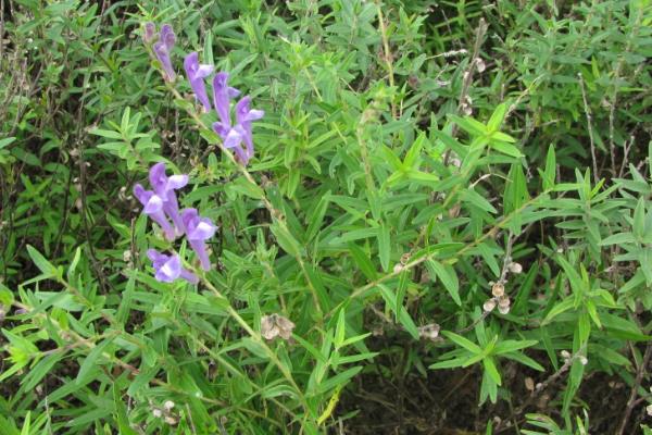 10個適合農村種植的藥材品種,效益很可觀