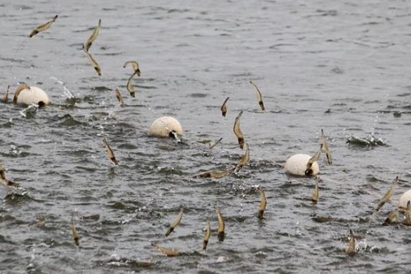 養蝦水深多少合適，附適宜的水硬度和php值