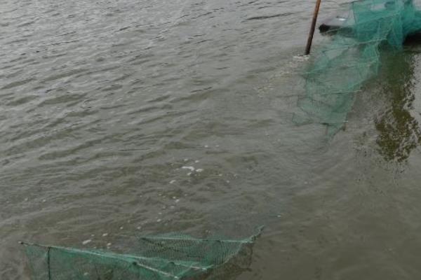 養蝦水深多少合適，附適宜的水硬度和php值