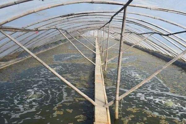 養蝦水深多少合適，附適宜的水硬度和php值