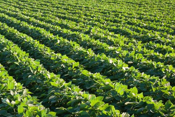 大豆田除草劑配方,什么時候打除草劑好