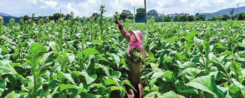 烤煙施鉀肥時間，鉀肥噴霧對烤煙有什么作用