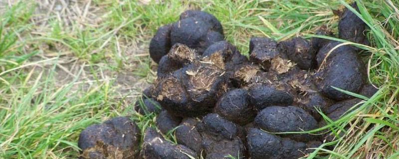 簡單的牛糞腐熟方法