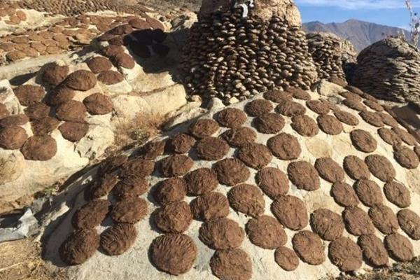 簡單的牛糞腐熟方法