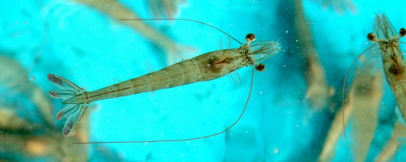 養(yǎng)蝦水深多少合適，附適宜的水硬度和ph值