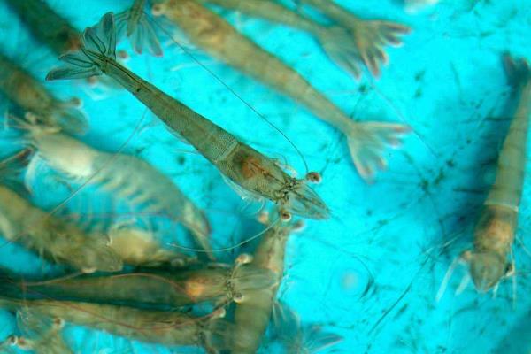 養蝦水深多少合適，附適宜的水硬度和php值