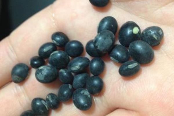 大豆田除草劑配方,什么時候打除草劑好