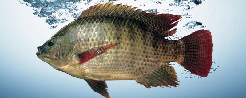 羅非魚紅色可以吃嗎？怎么做好吃？多少錢一斤？