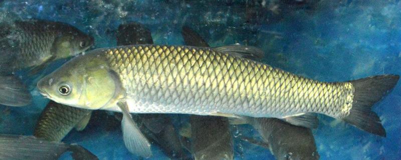 草魚和鯉魚哪個貴，哪個生長的更快