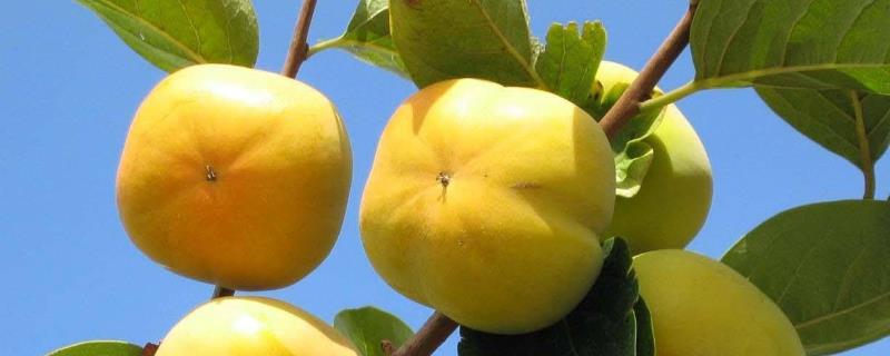 綠柿子能吃嗎，怎么做好吃？