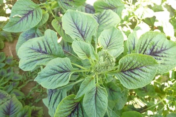 菜葉黃了還能吃嗎?還有營養嗎?是什么原因?