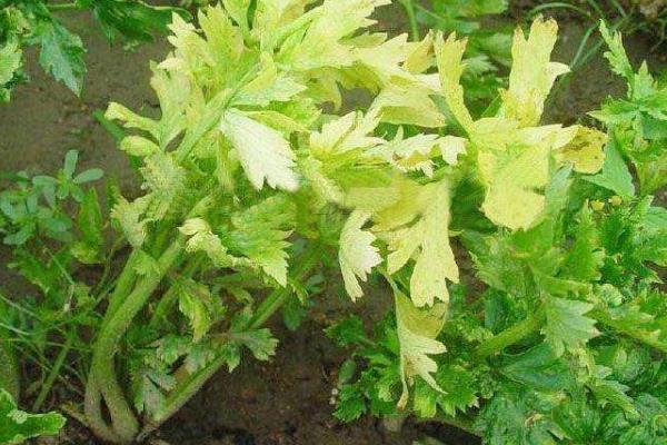 菜葉黃了還能吃嗎?還有營養嗎?是什么原因?