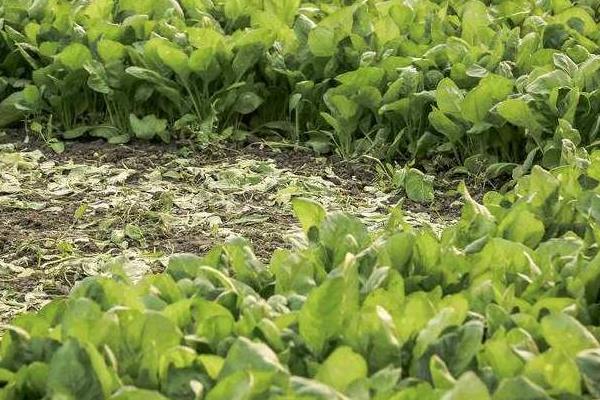 菜葉黃了還能吃嗎?還有營養嗎?是什么原因?