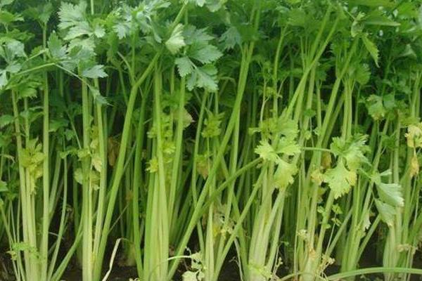 菜葉黃了還能吃嗎?還有營養嗎?是什么原因?