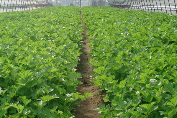 芹菜怎么種植方法,附種植時間
