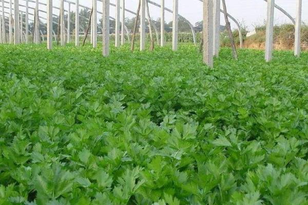 芹菜怎么種植方法,附種植時間