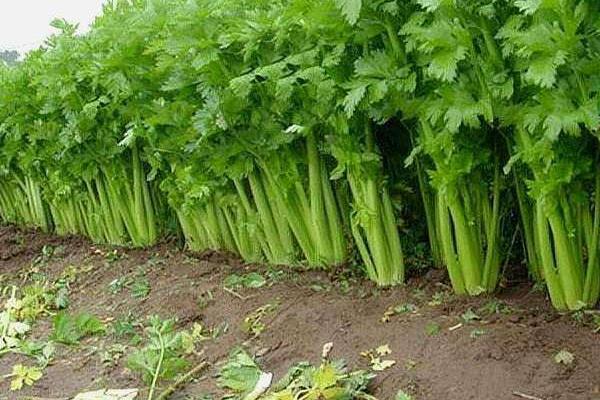 芹菜怎么種植方法,附種植時間