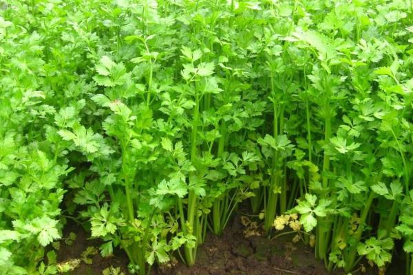 芹菜怎么種植方法,附種植時間