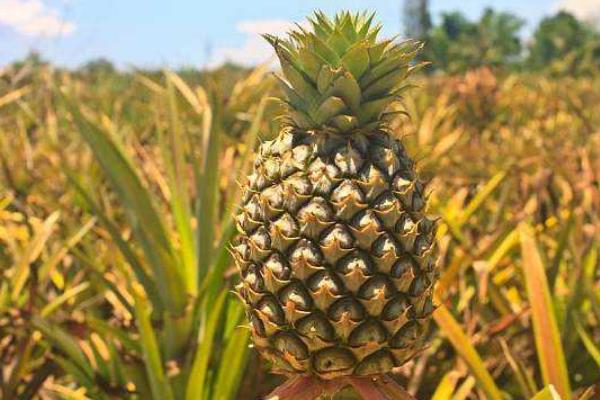 春天是什么水果上市的季節