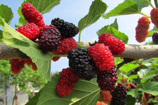 春天是什么水果上市的季節