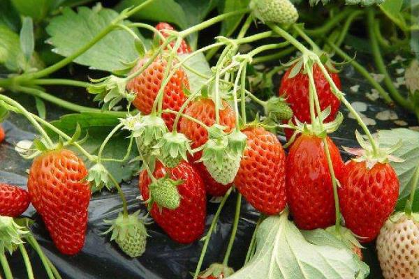 春天是什么水果上市的季節