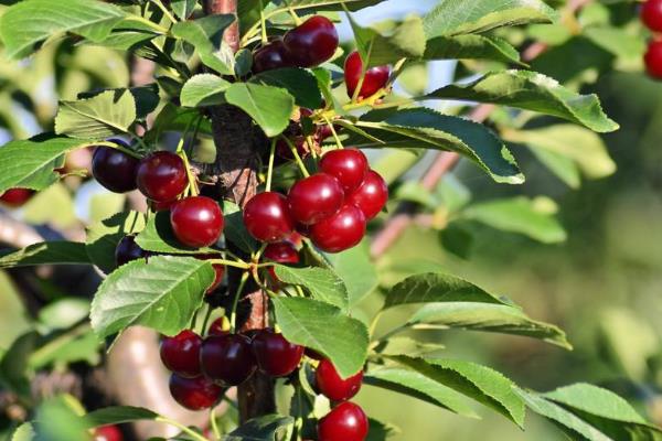 春天是什么水果上市的季節