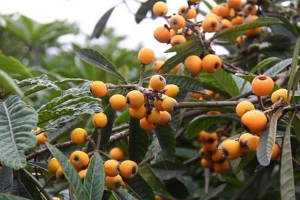 春天是什么水果上市的季節