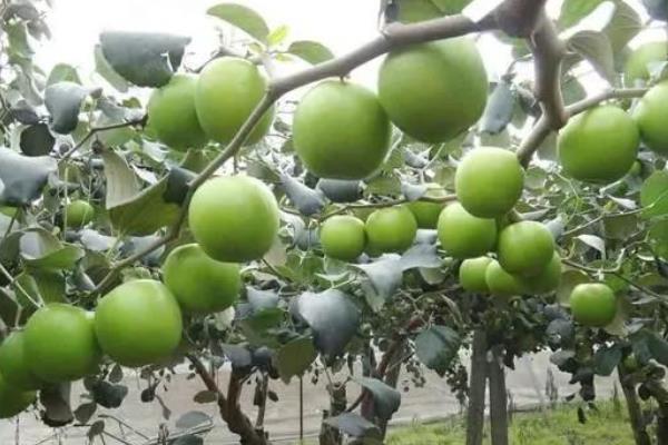 春天是什么水果上市的季節