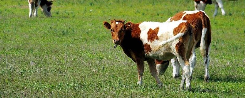 想養牛但沒本錢該怎么辦，怎么找合伙人