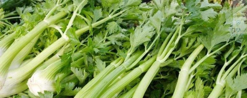 芹菜怎么種植方法，附種植時(shí)間