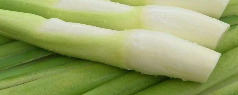 茭白種植技術和時間,附管理要點