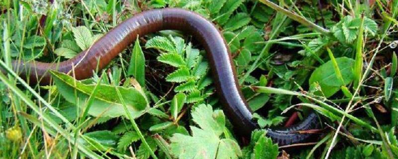 蚯蚓養殖技術與利潤表