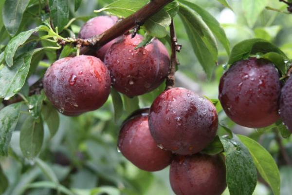 春天是什么水果上市的季節