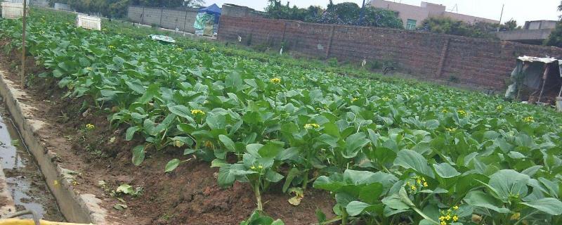 油青甜菜心的種植方法（附種植時(shí)間）