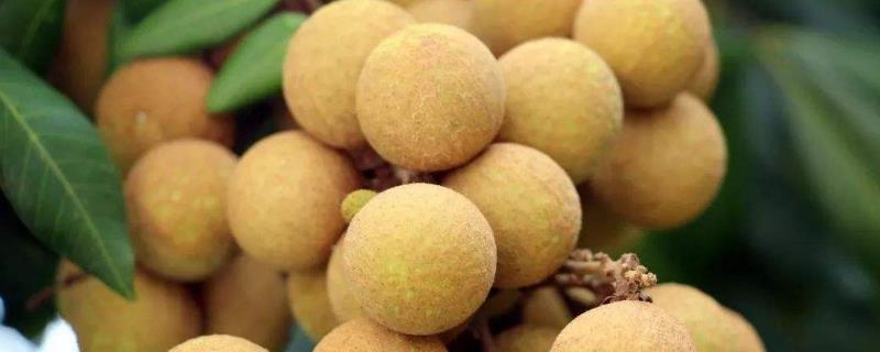 桂圓皮上有白點還能吃嗎？桂圓上的白霜是什么？