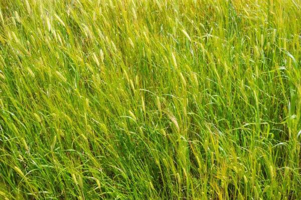 小麥干熱風(fēng)發(fā)生在什么時期危害最大？什么是小麥干熱風(fēng)害