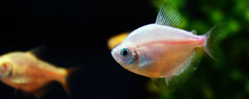 泡沫箱養魚有毒嗎？可以用加熱棒嗎？