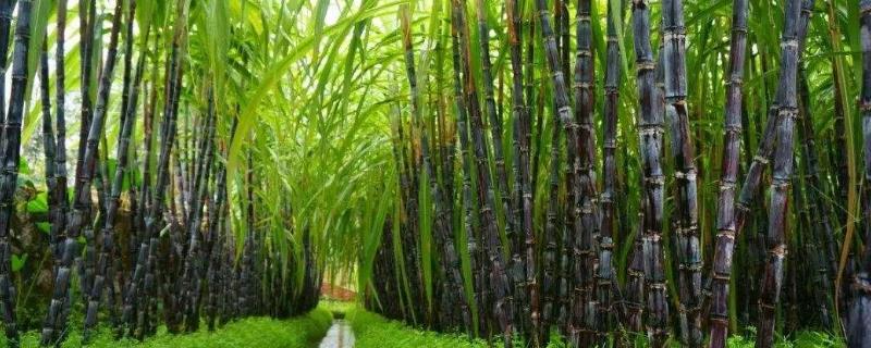 甘蔗發(fā)紅削了還能吃嗎（有毒嗎）