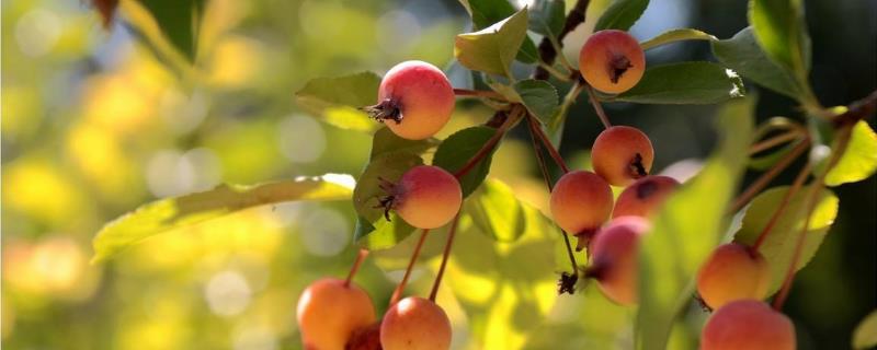 海棠果可以生吃嗎，有什么功效作用？
