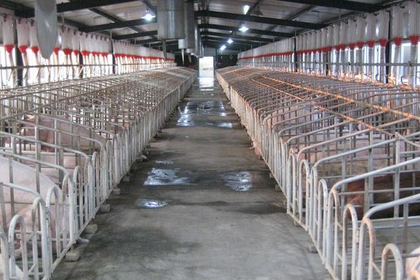 中國(guó)豬肉產(chǎn)量多少?產(chǎn)能缺口有多大?