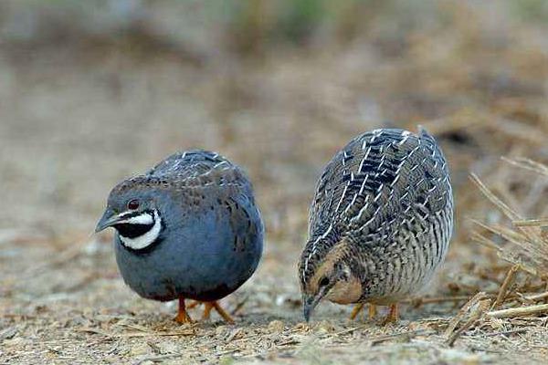 公鵪鶉一直叫怎么辦？為什么一直叫？