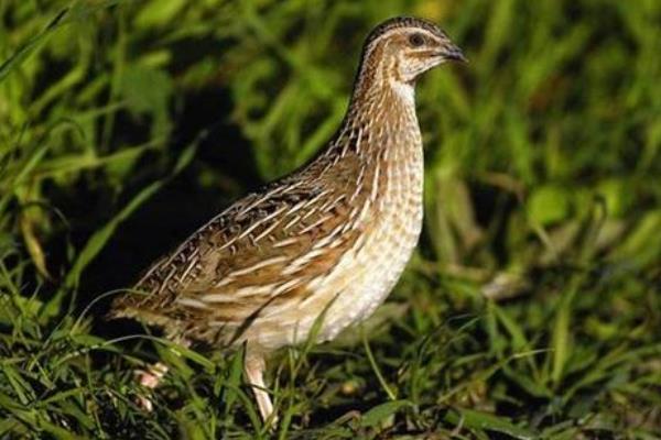 公鵪鶉一直叫怎么辦？為什么一直叫？