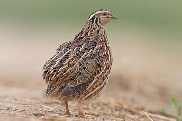 公鵪鶉一直叫怎么辦？為什么一直叫？