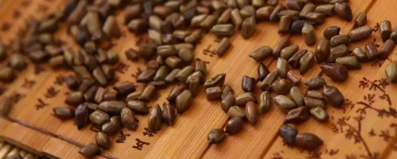 決明子怎么用效果最好（附功效與作用）