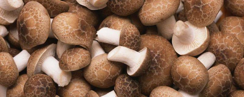 發霉的香菇還能吃嗎